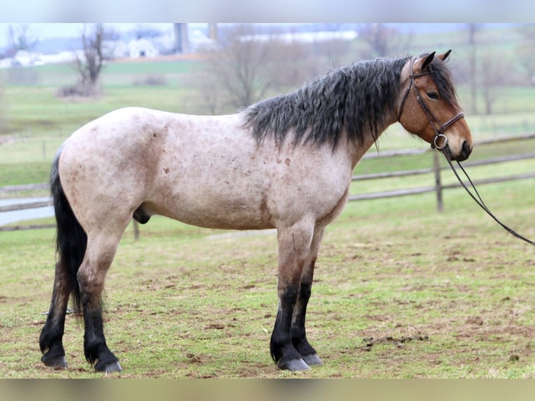 Arbeitspferd Mix Wallach 4 Jahre 168 cm Roan-Bay in Gap