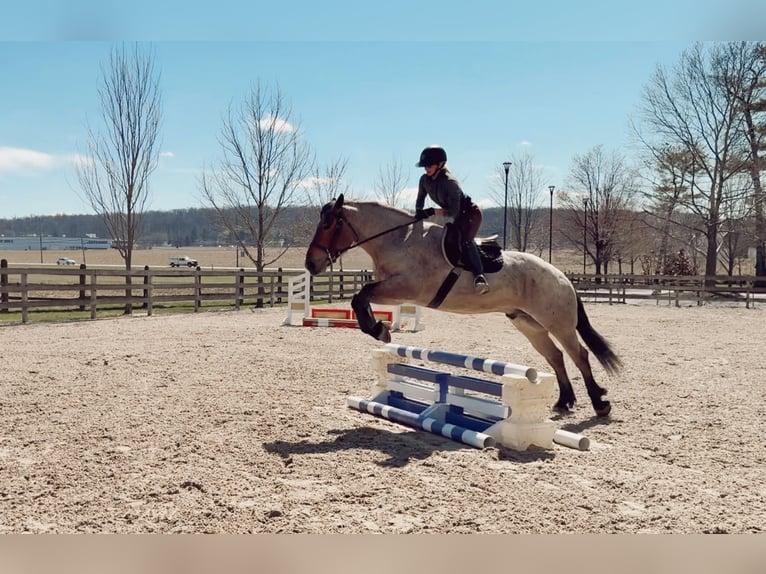 Arbeitspferd Mix Wallach 4 Jahre 168 cm Roan-Bay in Gap