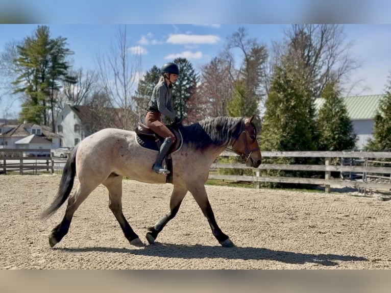 Arbeitspferd Mix Wallach 4 Jahre 168 cm Roan-Bay in Gap