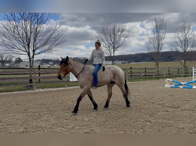 Arbeitspferd Mix Wallach 4 Jahre 168 cm Roan-Bay in Gap