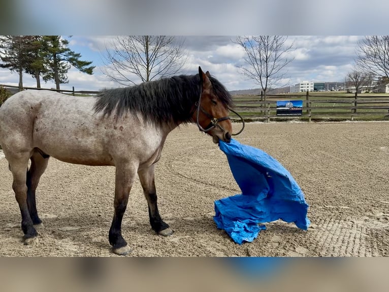Arbeitspferd Mix Wallach 4 Jahre 168 cm Roan-Bay in Gap