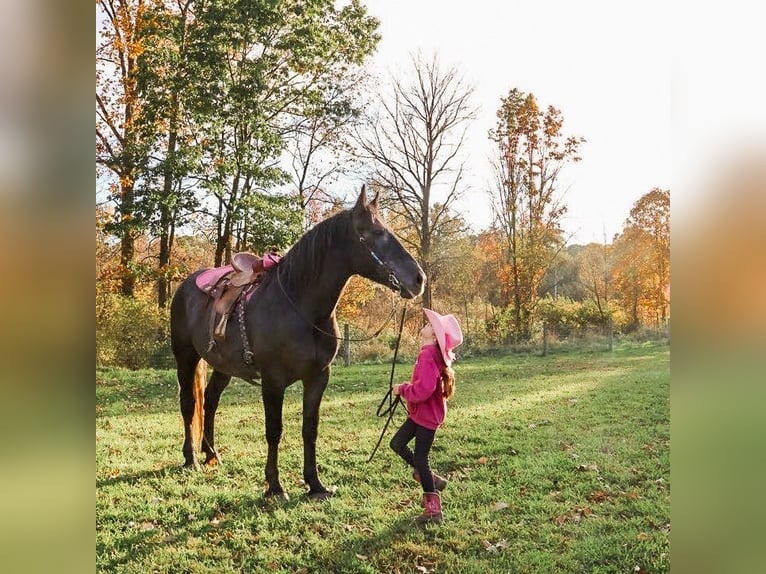 Arbeitspferd Mix Wallach 4 Jahre 168 cm Schimmel in Howell