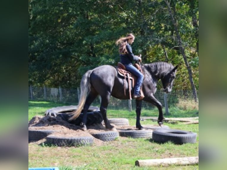 Arbeitspferd Mix Wallach 4 Jahre 168 cm Schimmel in Howell