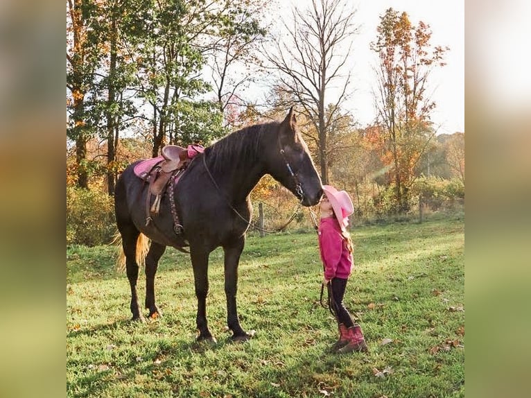Arbeitspferd Mix Wallach 4 Jahre 168 cm Schimmel in Howell