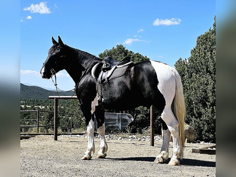 Arbeitspferd Mix Wallach 4 Jahre 168 cm in Westcliffe, CO