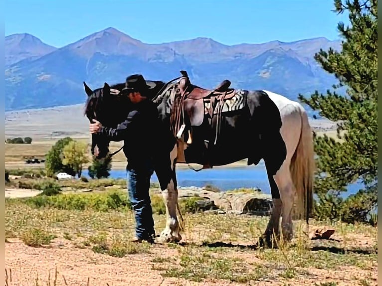 Arbeitspferd Mix Wallach 4 Jahre 168 cm in Westcliffe, CO