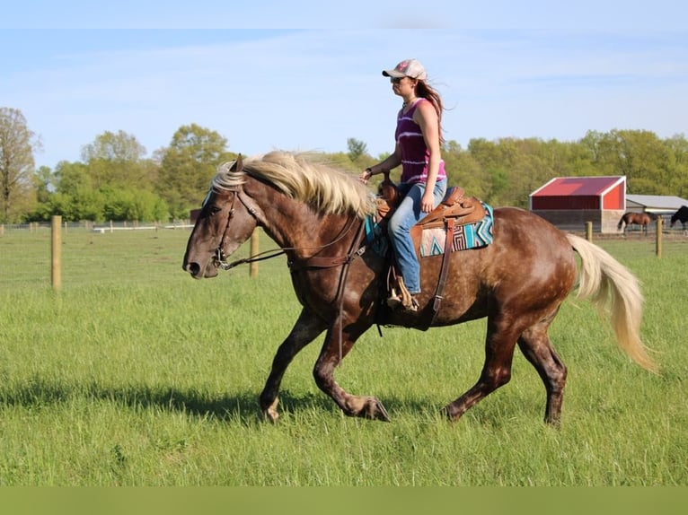 Arbeitspferd Wallach 4 Jahre 170 cm Brauner in Howell, MI