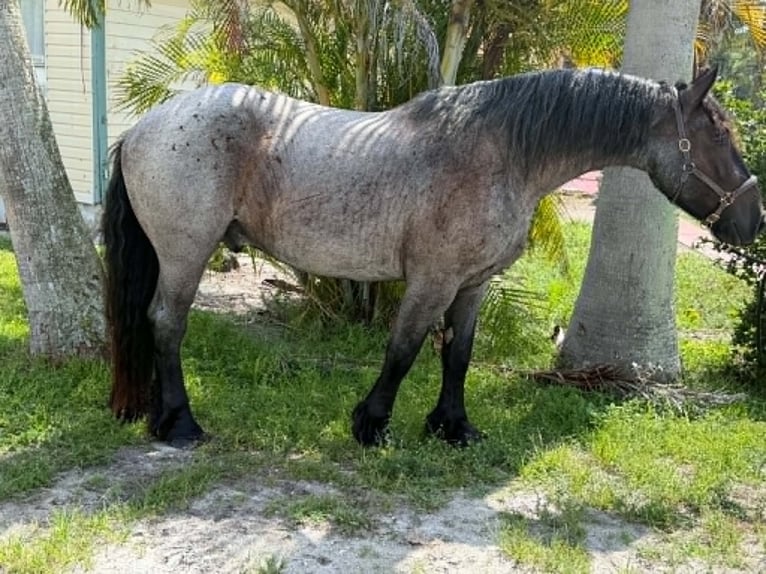 Arbeitspferd Wallach 4 Jahre 170 cm Roan-Blue in Loxahatchee