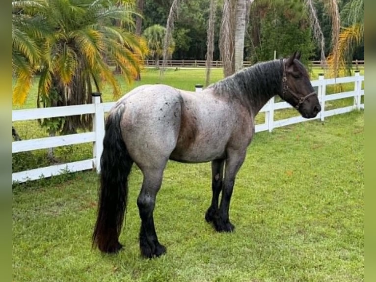 Arbeitspferd Wallach 4 Jahre 170 cm Roan-Blue in Loxahatchee