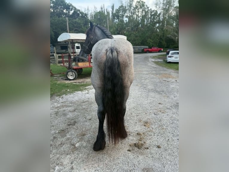 Arbeitspferd Wallach 4 Jahre 170 cm Roan-Blue in Loxahatchee
