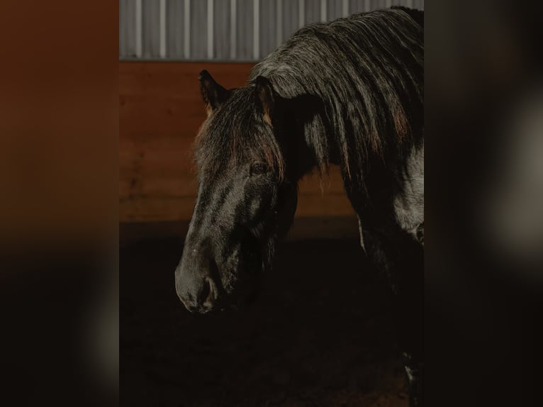 Arbeitspferd Wallach 4 Jahre 170 cm Roan-Blue in Loxahatchee