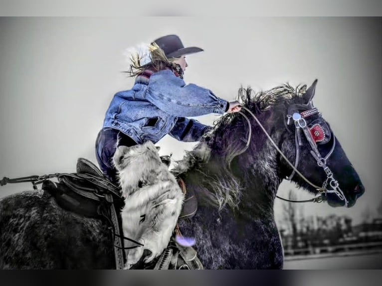 Arbeitspferd Wallach 4 Jahre 170 cm Roan-Blue in Loxahatchee