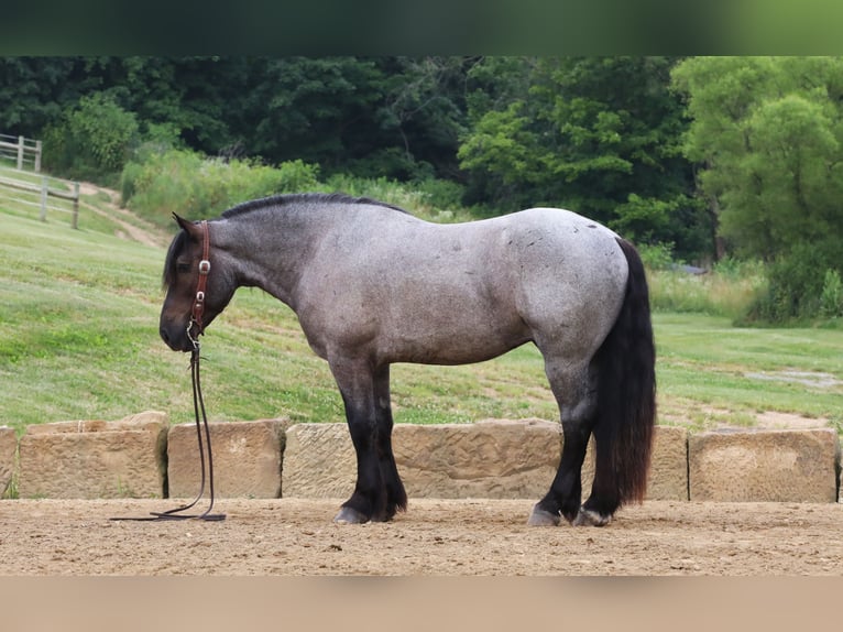 Arbeitspferd Mix Wallach 4 Jahre 170 cm Roan-Blue in Millersburg