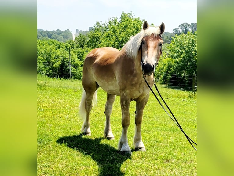 Arbeitspferd Mix Wallach 4 Jahre 173 cm Palomino in Ava Missouri