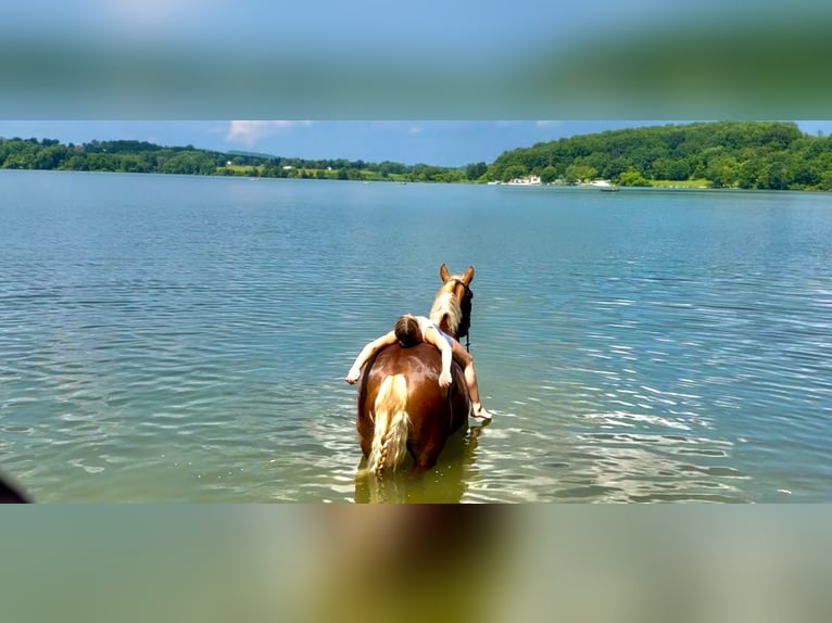 Arbeitspferd Wallach 4 Jahre 173 cm Palomino in Gap, PA