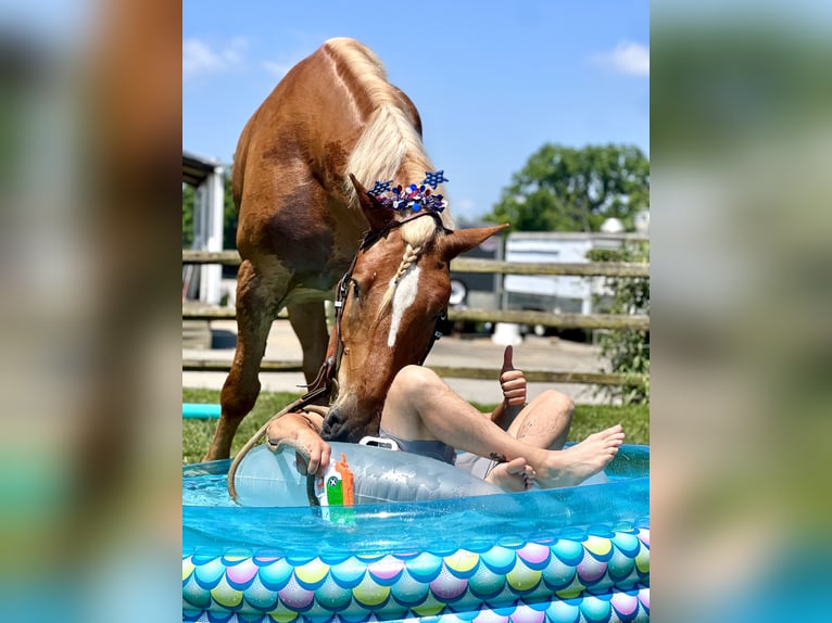 Arbeitspferd Wallach 4 Jahre 173 cm Palomino in Gap, PA