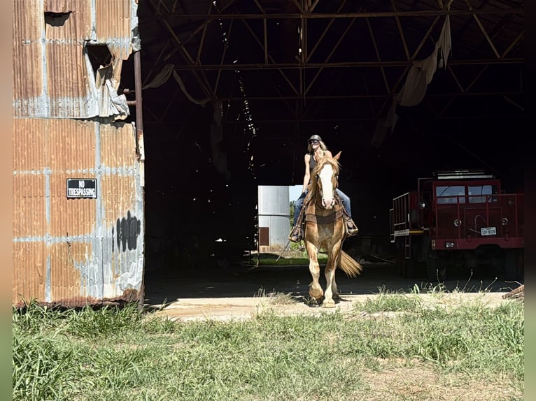 Arbeitspferd Mix Wallach 4 Jahre 173 cm Rotfuchs in Jacksboro