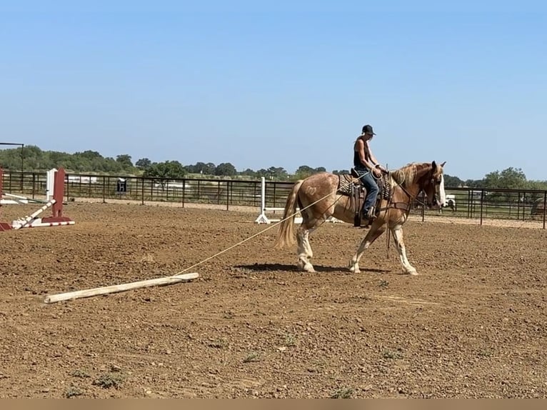 Arbeitspferd Mix Wallach 4 Jahre 173 cm Rotfuchs in Jacksboro