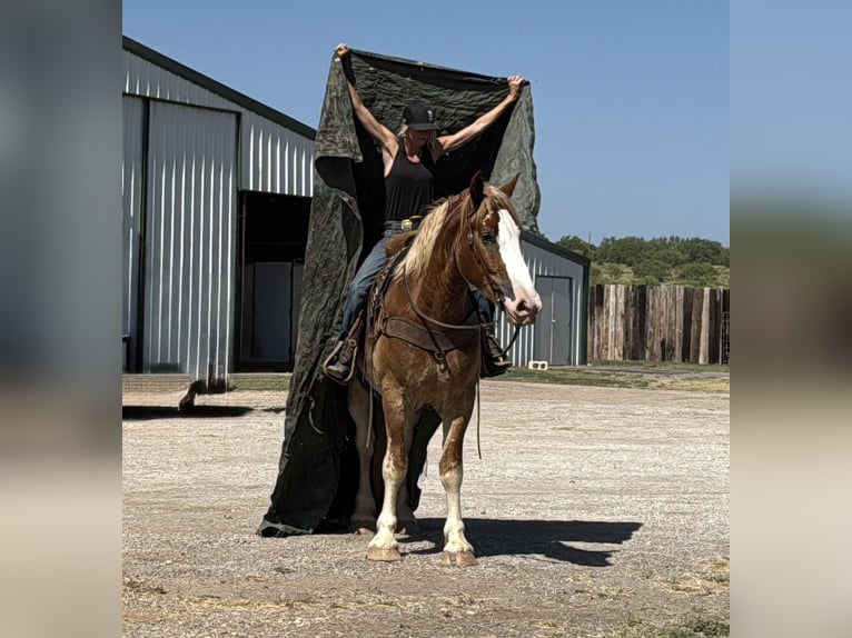 Arbeitspferd Mix Wallach 4 Jahre 173 cm Rotfuchs in Jacksboro