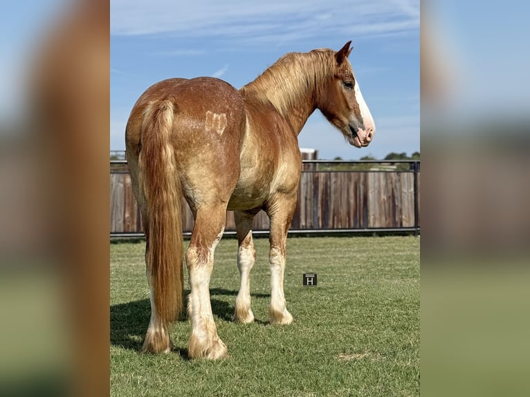 Arbeitspferd Mix Wallach 4 Jahre 173 cm Rotfuchs in Jacksboro