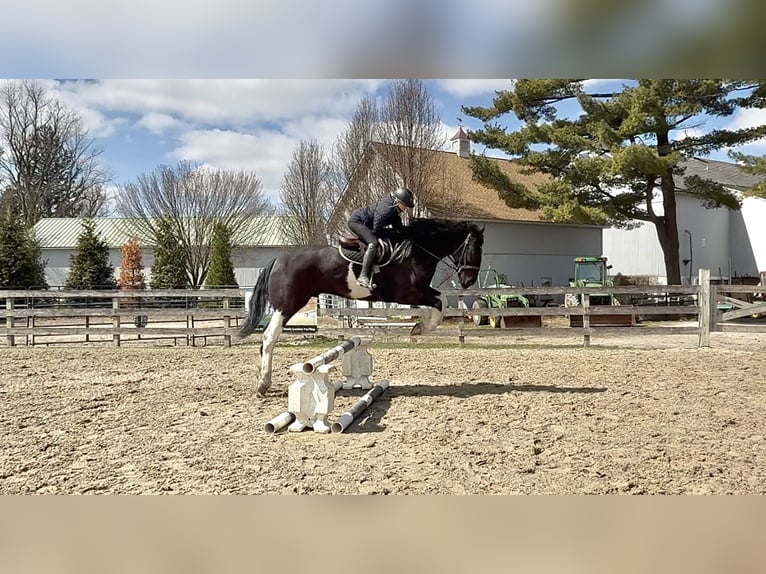 Arbeitspferd Mix Wallach 4 Jahre 178 cm Schecke in Gap