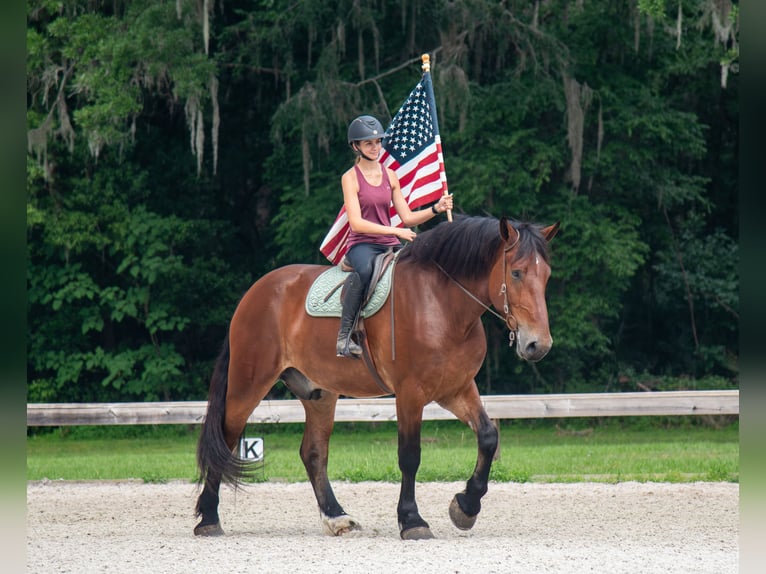 Arbeitspferd Mix Wallach 4 Jahre 183 cm Rotbrauner in Ocala, FL