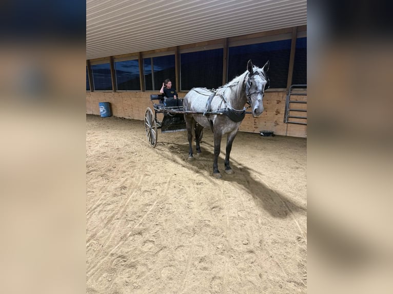 Arbeitspferd Wallach 4 Jahre Apfelschimmel in Warsaw