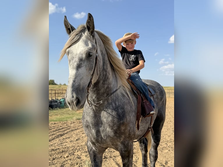 Arbeitspferd Mix Wallach 4 Jahre Apfelschimmel in Weatherford