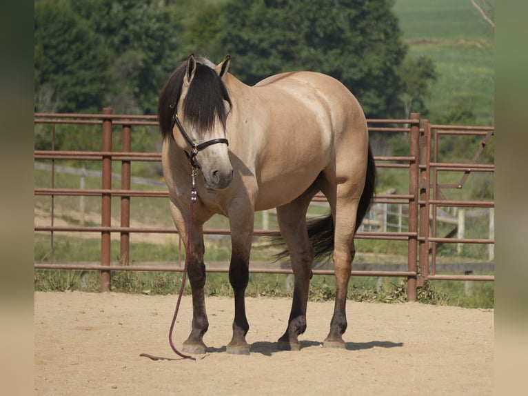Arbeitspferd Mix Wallach 4 Jahre Buckskin in Fresno