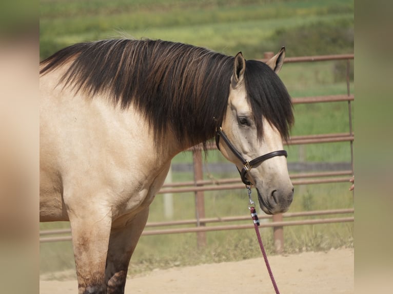 Arbeitspferd Mix Wallach 4 Jahre Buckskin in Fresno