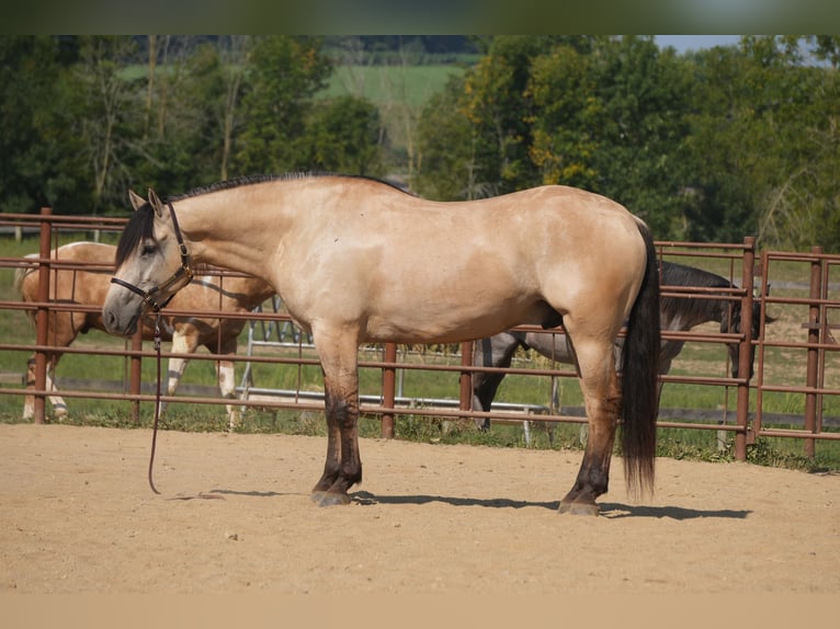 Arbeitspferd Mix Wallach 4 Jahre Buckskin in Fresno