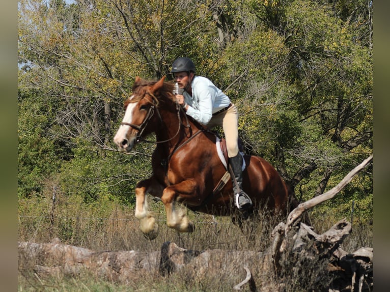 Arbeitspferd Mix Wallach 4 Jahre Dunkelfuchs in Baxter Springs