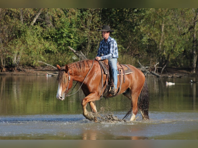 Arbeitspferd Mix Wallach 4 Jahre Dunkelfuchs in Baxter Springs