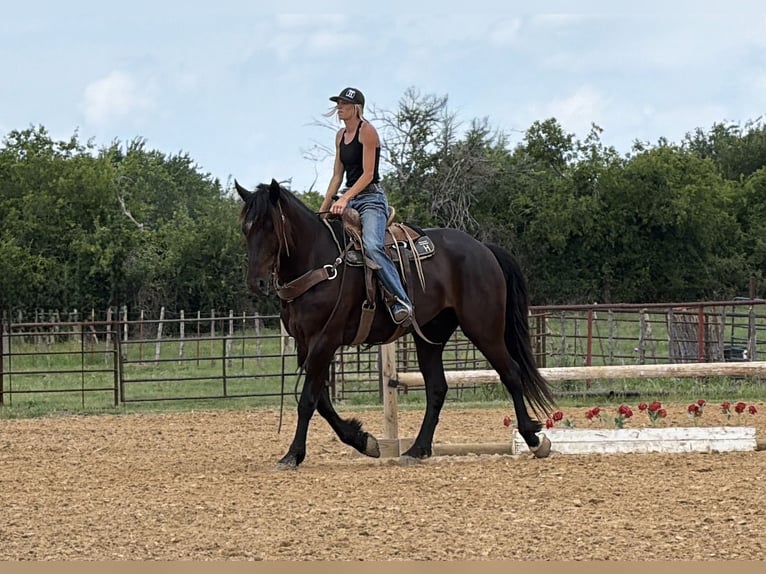 Arbeitspferd Mix Wallach 4 Jahre Rappe in Weatherford