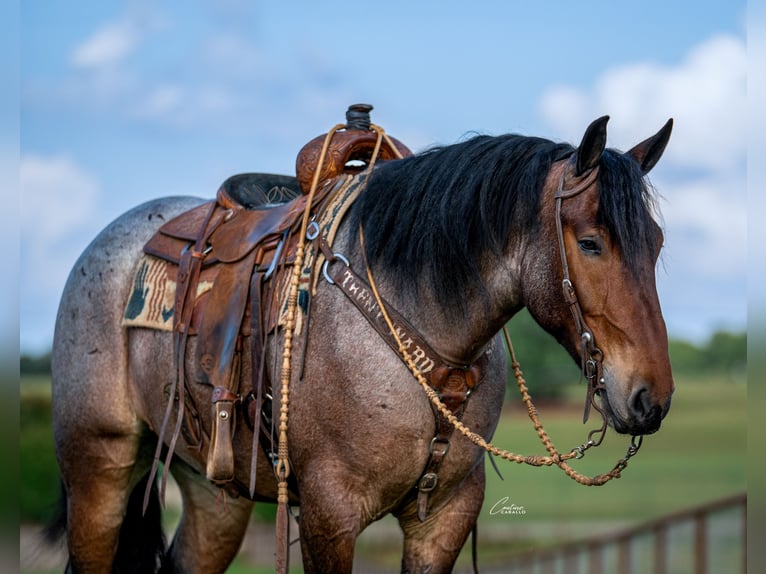 Arbeitspferd Mix Wallach 4 Jahre Roan-Bay in Fort Worth