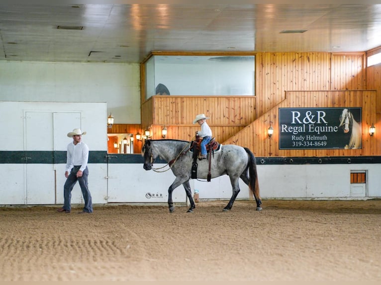 Arbeitspferd Mix Wallach 4 Jahre Roan-Blue in Independence
