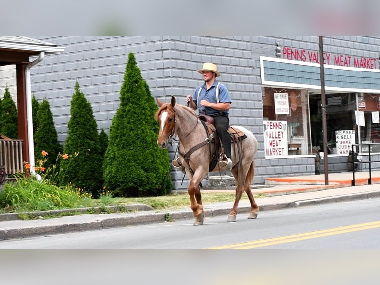 Arbeitspferd Mix Wallach 4 Jahre Roan-Red in Rebersburg, PA