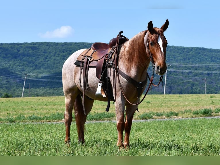 Arbeitspferd Mix Wallach 4 Jahre Roan-Red in Rebersburg, PA