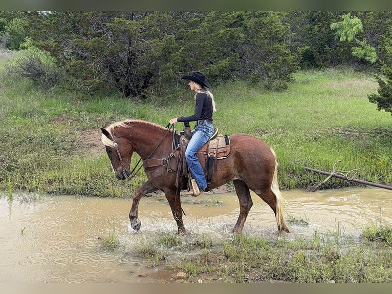 Arbeitspferd Mix Wallach 4 Jahre Rotfuchs in Weatherford, TX