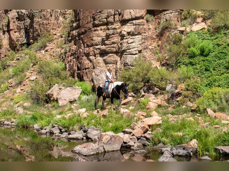 Arbeitspferd Mix Wallach 4 Jahre Schecke in Westcliffe