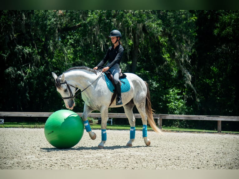 Arbeitspferd Mix Wallach 4 Jahre Schimmel in Ocala