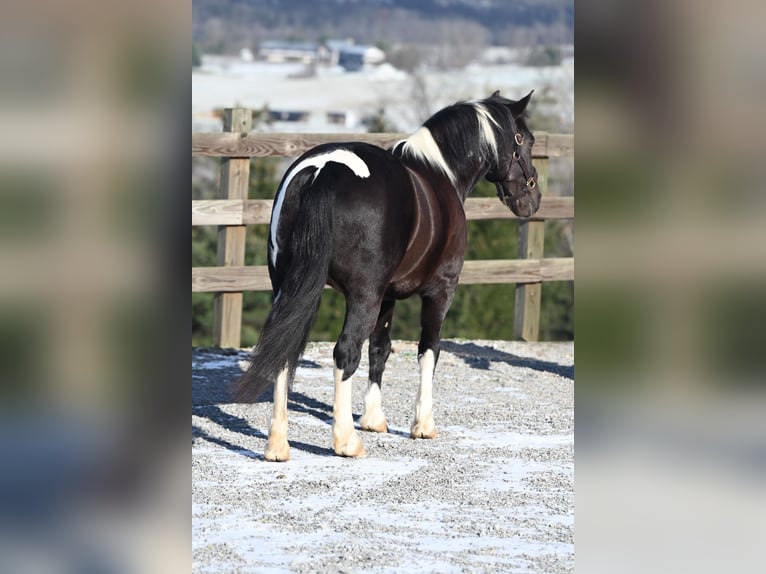 Arbeitspferd Mix Wallach 5 Jahre 135 cm in Millersburg, OH