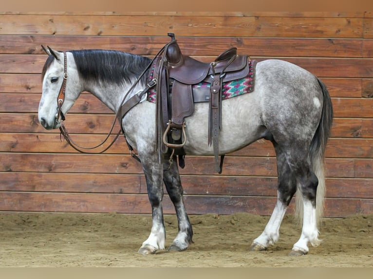 Arbeitspferd Mix Wallach 5 Jahre 140 cm Schimmel in Clarion