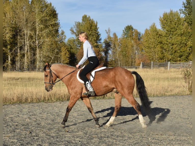 Arbeitspferd Mix Wallach 5 Jahre 142 cm Buckskin in Bozeman