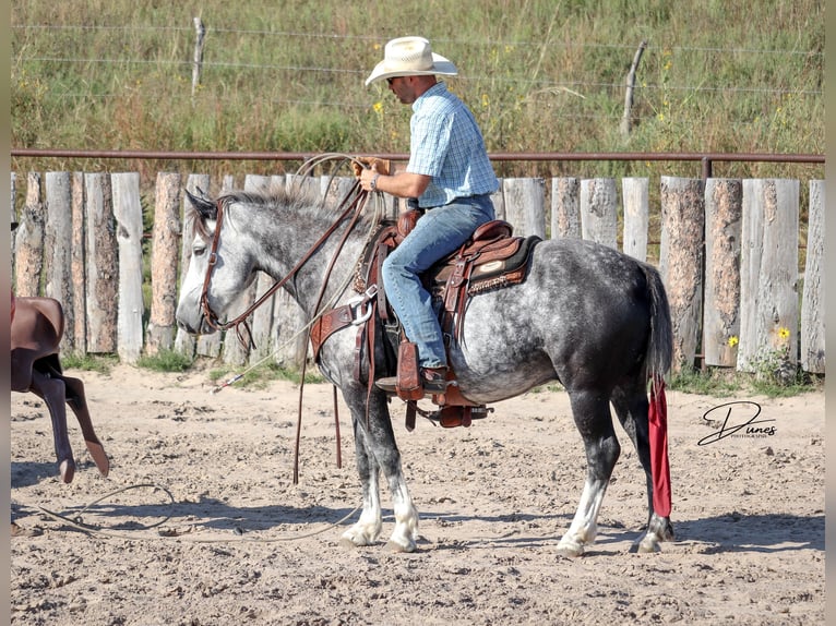 Arbeitspferd Mix Wallach 5 Jahre 142 cm Schimmel in Thedford