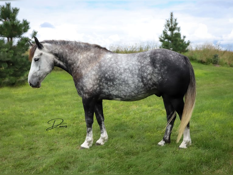 Arbeitspferd Mix Wallach 5 Jahre 142 cm Schimmel in Thedford