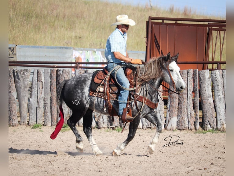 Arbeitspferd Mix Wallach 5 Jahre 142 cm Schimmel in Thedford