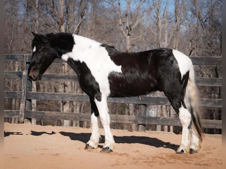 Arbeitspferd Mix Wallach 5 Jahre 145 cm Schecke in Clover