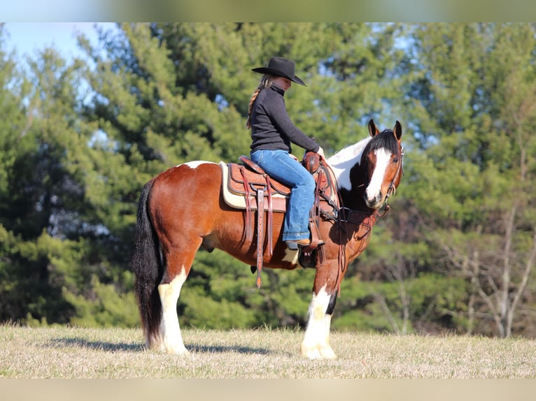 Arbeitspferd Mix Wallach 5 Jahre 145 cm Schecke in Clarion