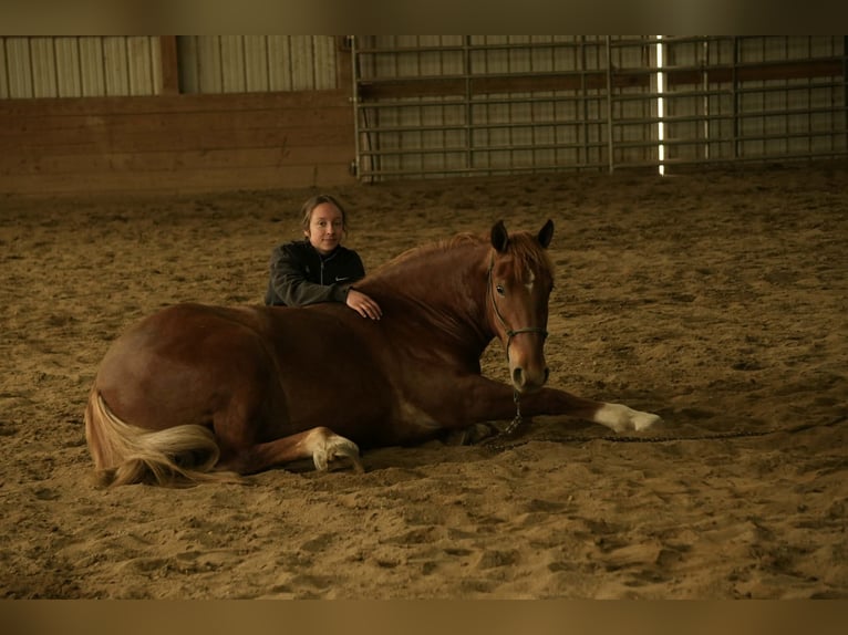 Arbeitspferd Mix Wallach 5 Jahre 147 cm Rotfuchs in Baltic